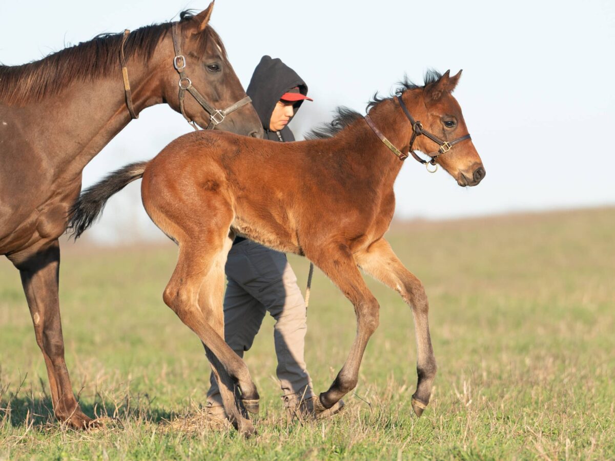 She's a Dime colt | Pictured at 41 days old | Bred by Ronald Chris Larsen | Nicole Finch photo