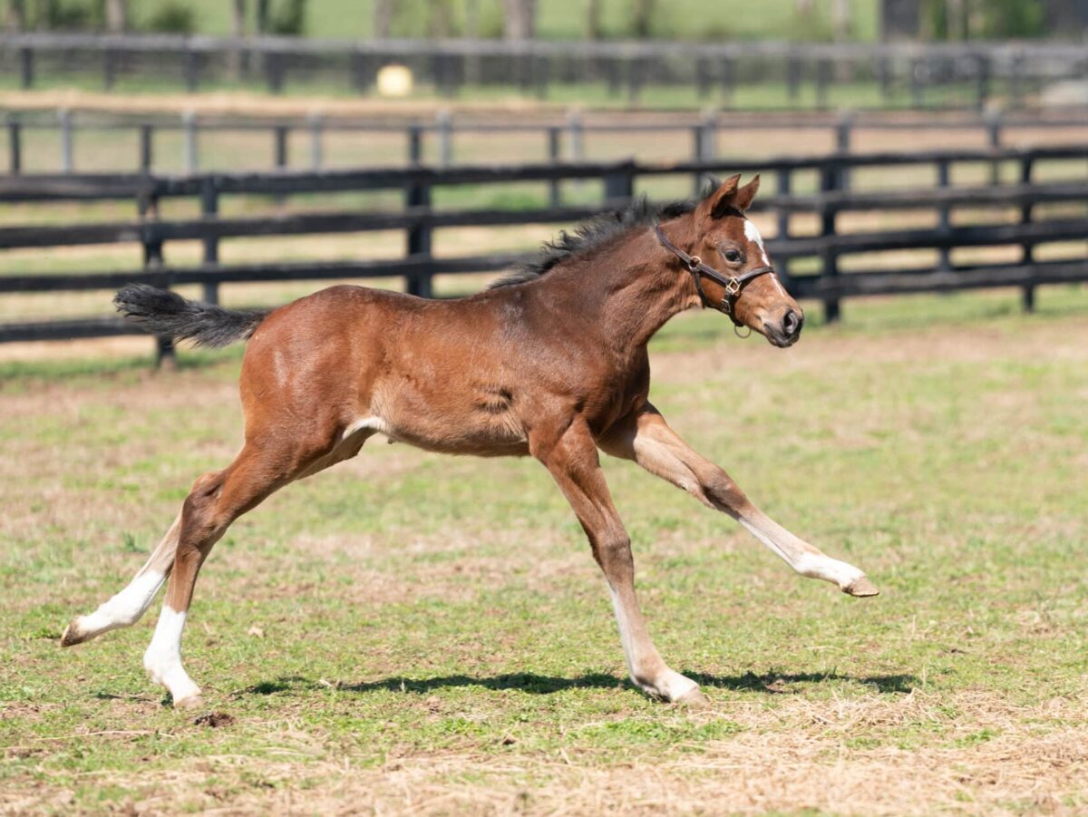 Limited View filly | Pictured at 32 days old | Bred by Mulholland Springs & Long Shot | Nicole Finch photo