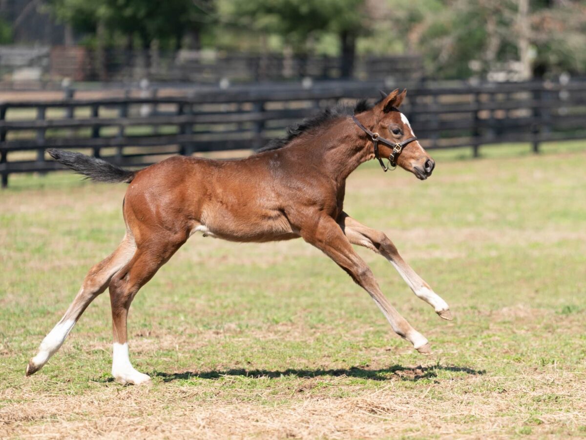 Limited View filly | Pictured at 32 days old | Bred by Mulholland Springs & Long Shot | Nicole Finch photo