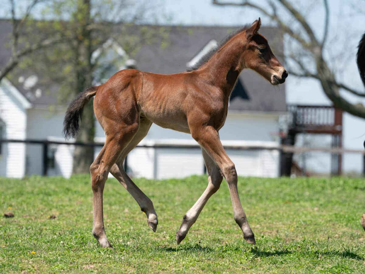All too Many colt | Pictured at 10 days old | Bred by Bill Murphy | Nicole Finch photo
