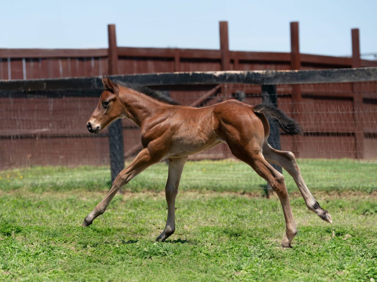 All too Many colt | Pictured at 10 days old | Bred by Bill Murphy | Nicole Finch photo