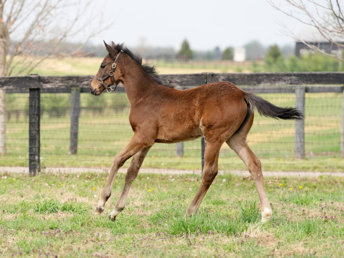 Allez Jete filly | Pictured at 59 days old | Bred by Adan Paz | Nicole Finch photo