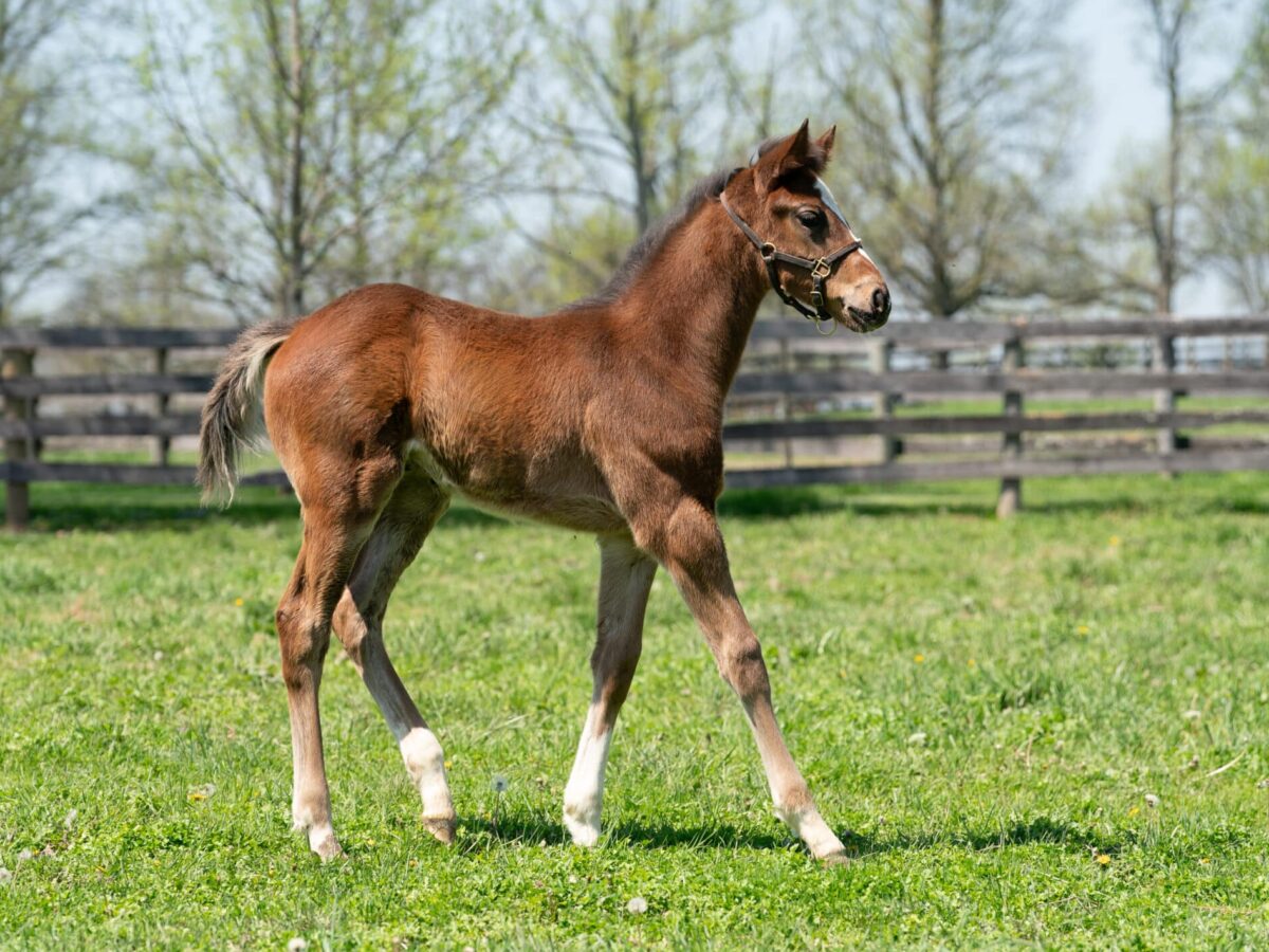 Golden Finale colt | Pictured at 41 days old | Bred by Farfellow Farms | Nicole Finch photo