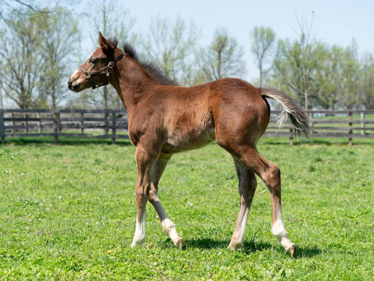 Golden Finale colt | Pictured at 41 days old | Bred by Farfellow Farms | Nicole Finch photo