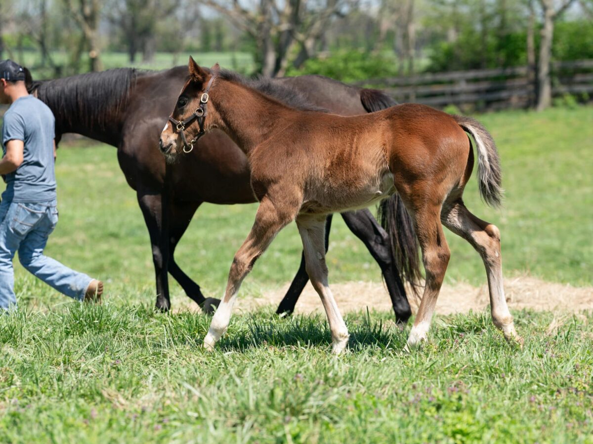 Golden Finale colt | Pictured at 41 days old | Bred by Farfellow Farms | Nicole Finch photo