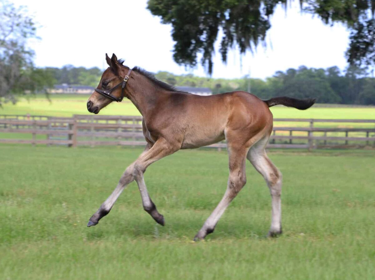 Ithinkits Monday filly | Pictured at 12 days old | Bred by Angela Ingenito | Raymond Gladwell photo