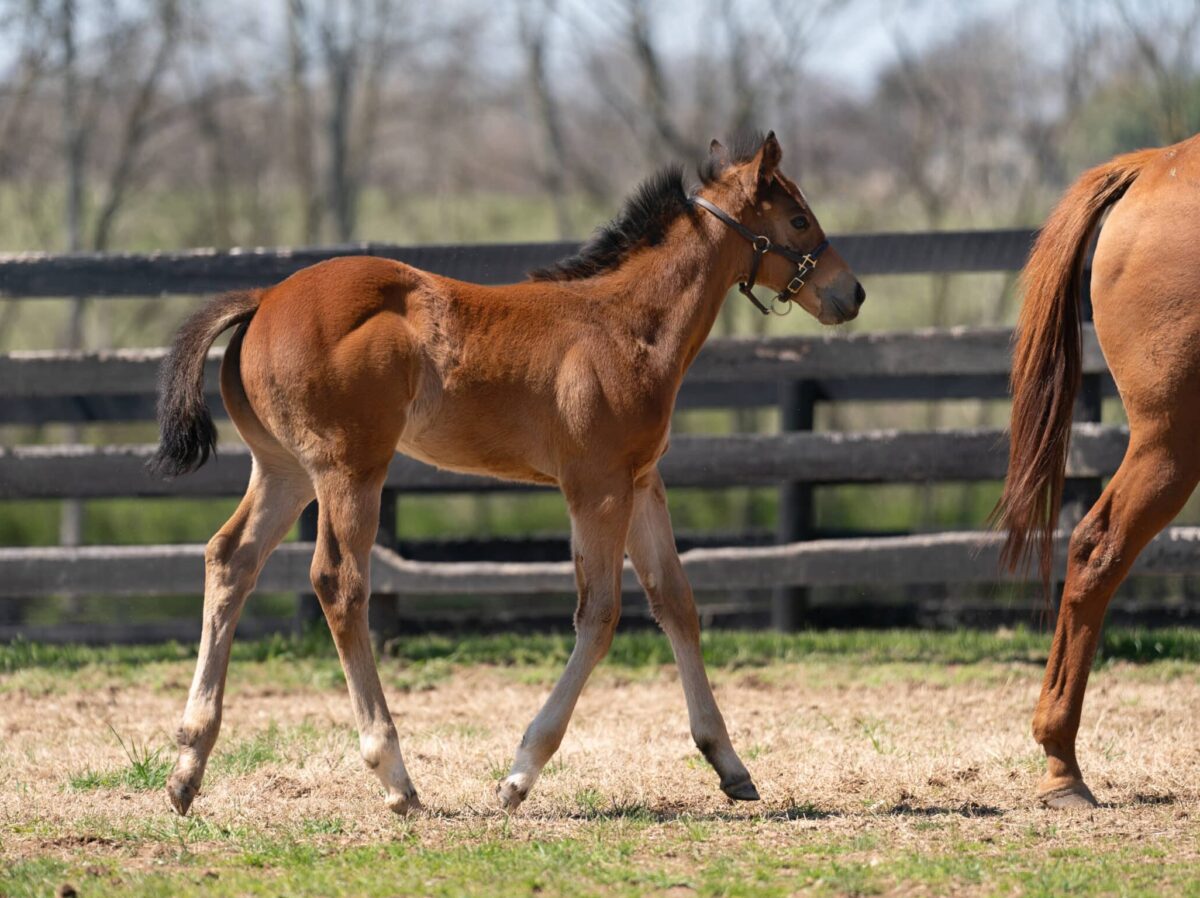 Lucy Buckner colt | Pictured at 54 days old | Bred by Dr. Sherry Lee Talowsky VMD | Nicole Finch photo