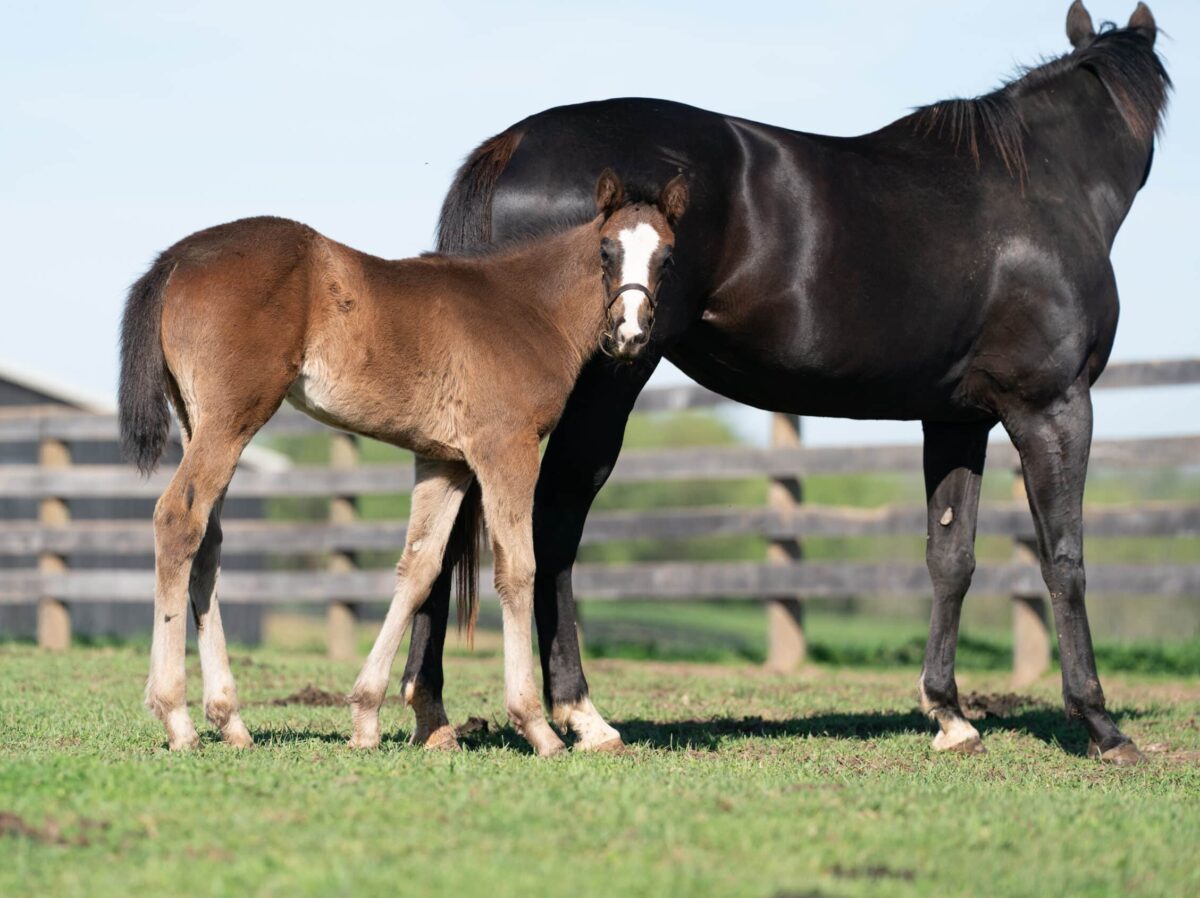 Steely Magnolia filly | Pictured at 60 days old | Bred by BTE Stables | Nicole Finch photo