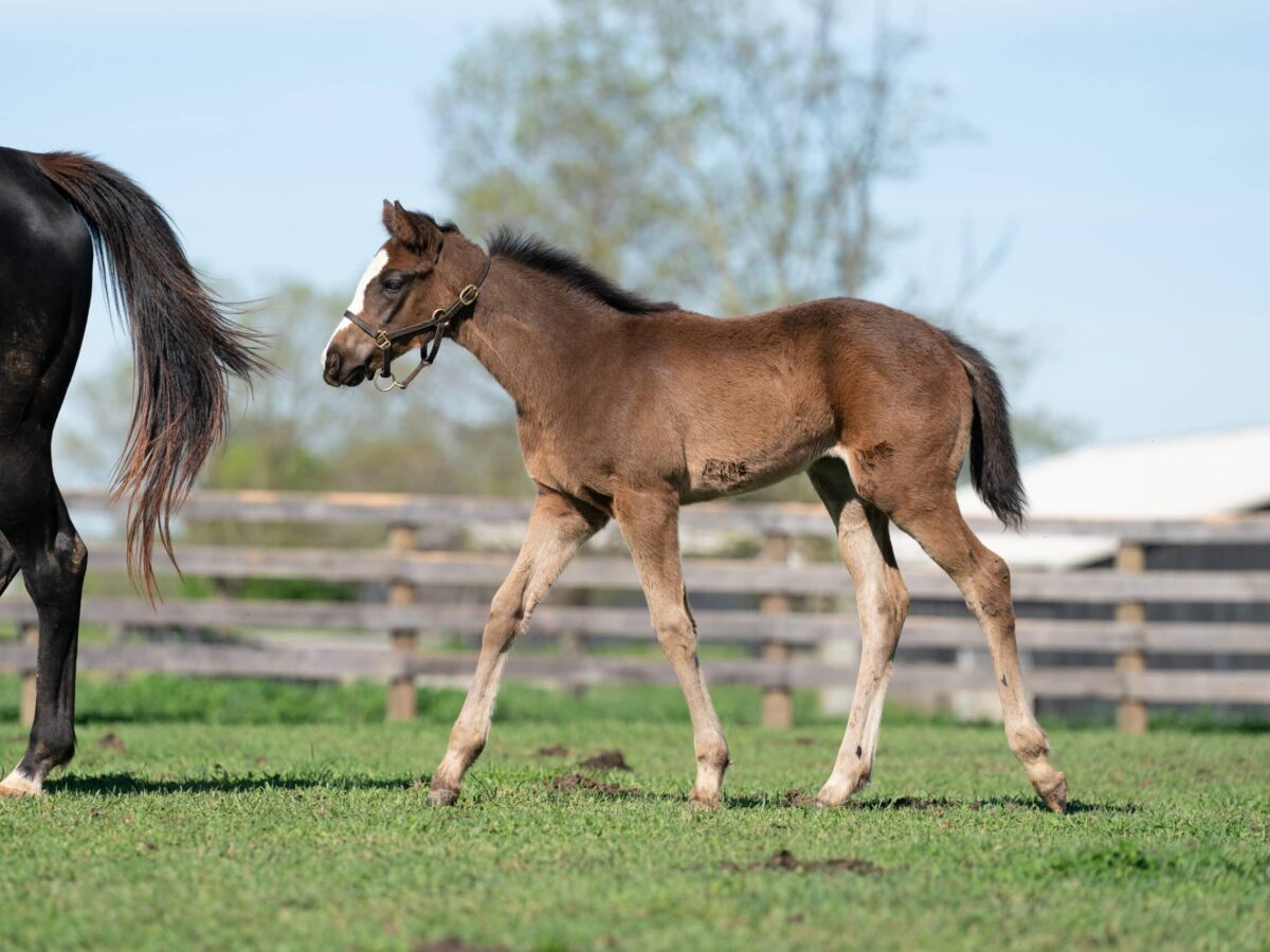 Steely Magnolia filly | Pictured at 60 days old | Bred by BTE Stables | Nicole Finch photo