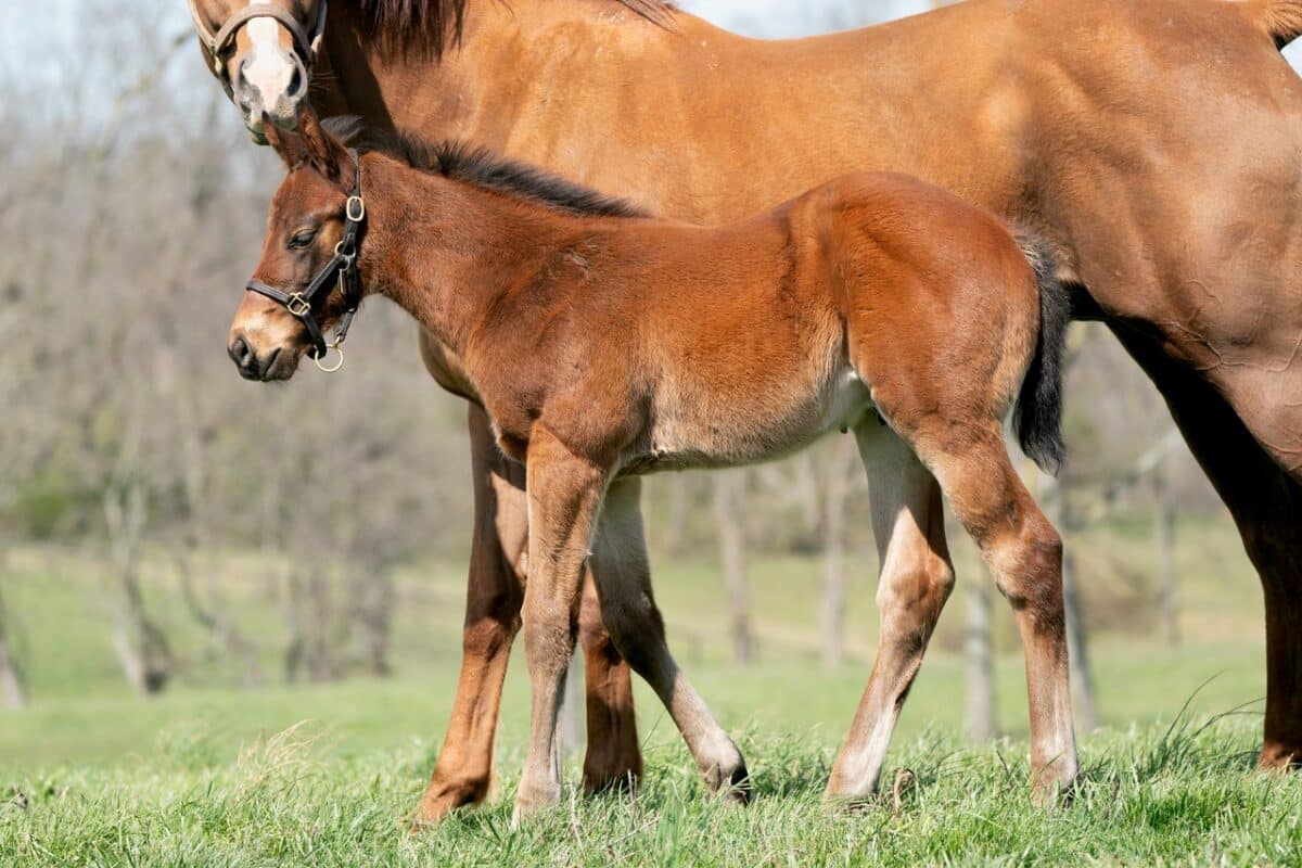 Surprise Wedding colt | Pictured at 50 days old | Mr. & Mrs. William Rainbow | Mathea Kelley photo