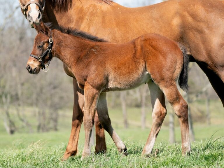 Surprise Wedding colt | Pictured at 50 days old | Mr. & Mrs. William Rainbow | Mathea Kelley photo
