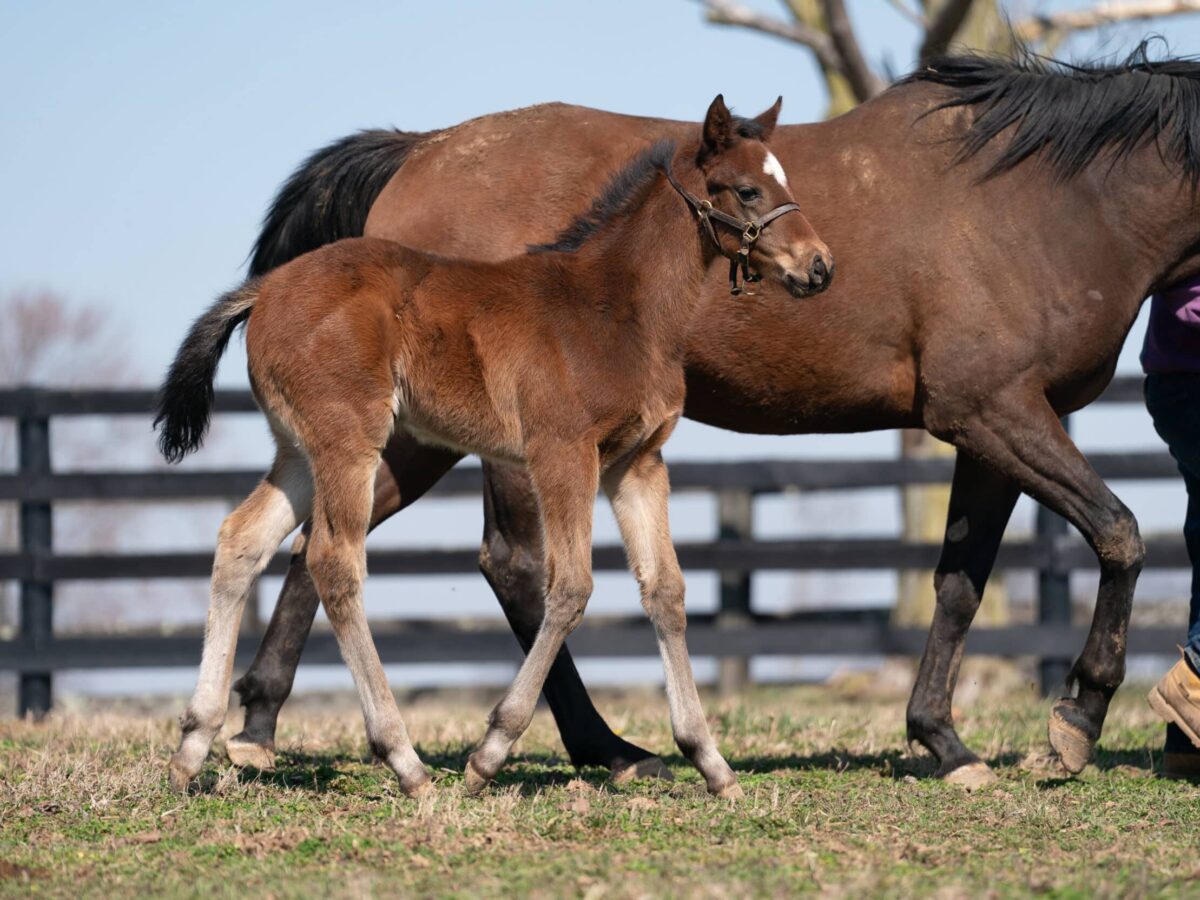 Boom Roasted filly | Pictured at 34 days old | Bred by Stonegate Stables & Fully Loaded Stables | Nicole Finch photo