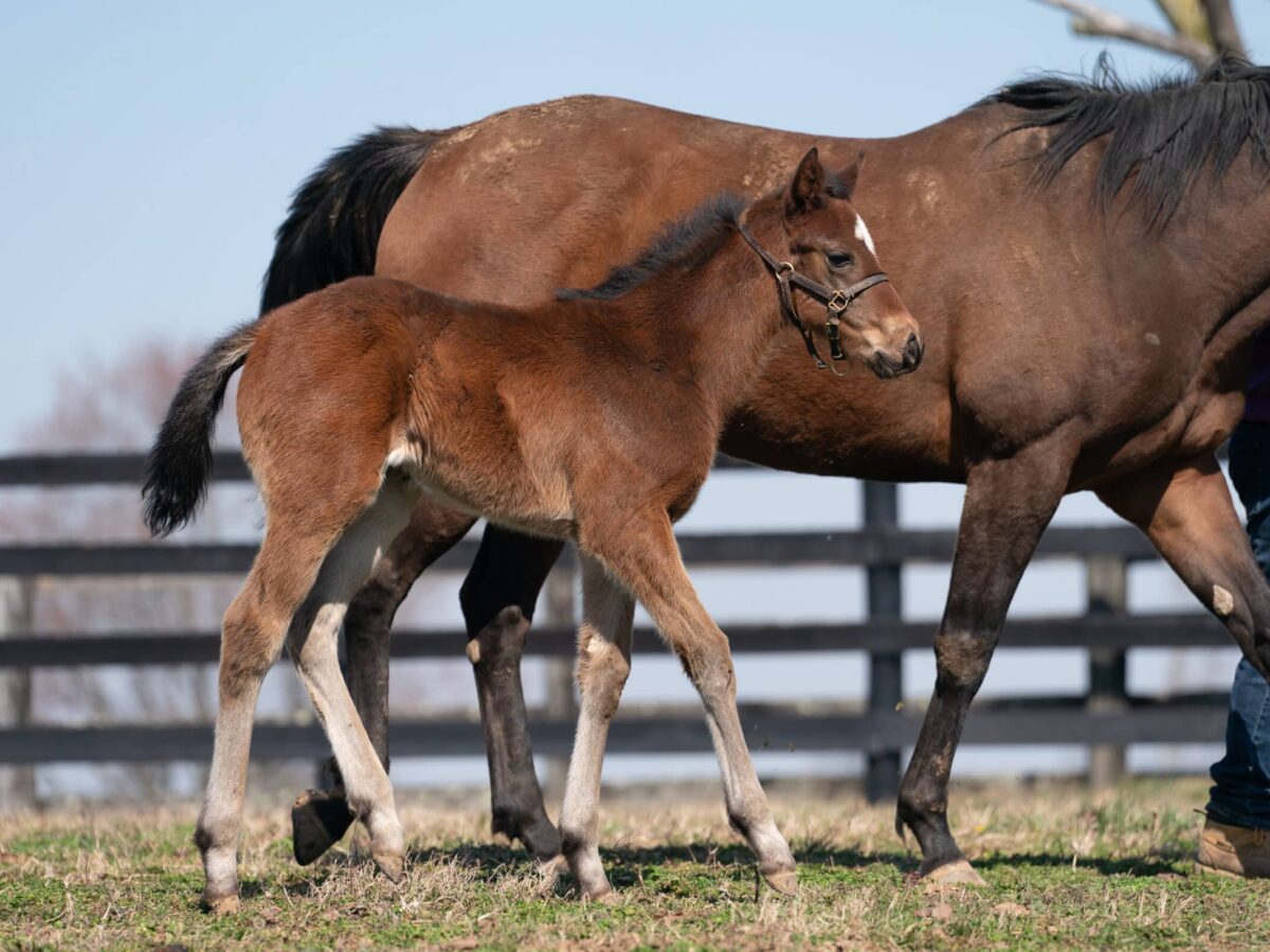 Boom Roasted filly | Pictured at 34 days old | Bred by Stonegate Stables & Fully Loaded Stables | Nicole Finch photo