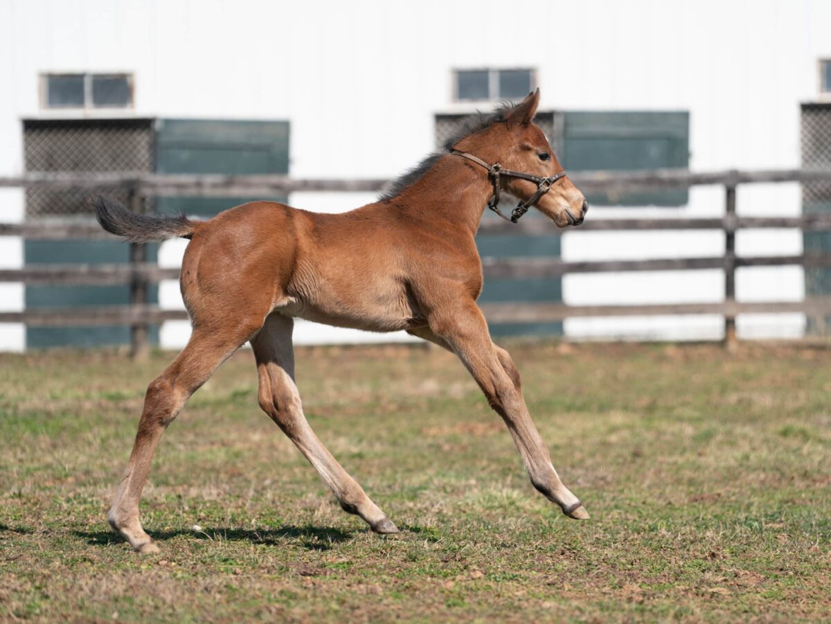 Dona Tiz colt | Pictured at 24 days old | Bred by TLC Thoroughbreds | Nicole Finch photo