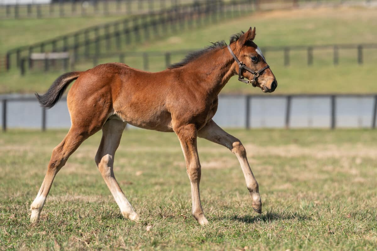 Franderella colt | Pictured at 39 days old | Bred by Brandywine Farm | Nicole Finch photo