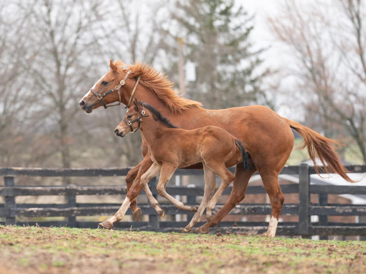 Lucy Buckner colt | Pictured at 33 days old | Bred by Dr. Sherry Lee Talowsky VMD | Nicole Finch photo
