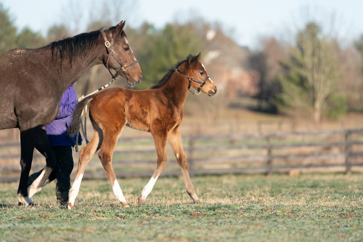 Never too Many filly | Pictured at 18 days old | Nicole Finch photo