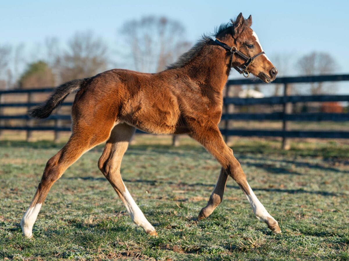 Never too Many filly | Pictured at 18 days old | Nicole Finch photo