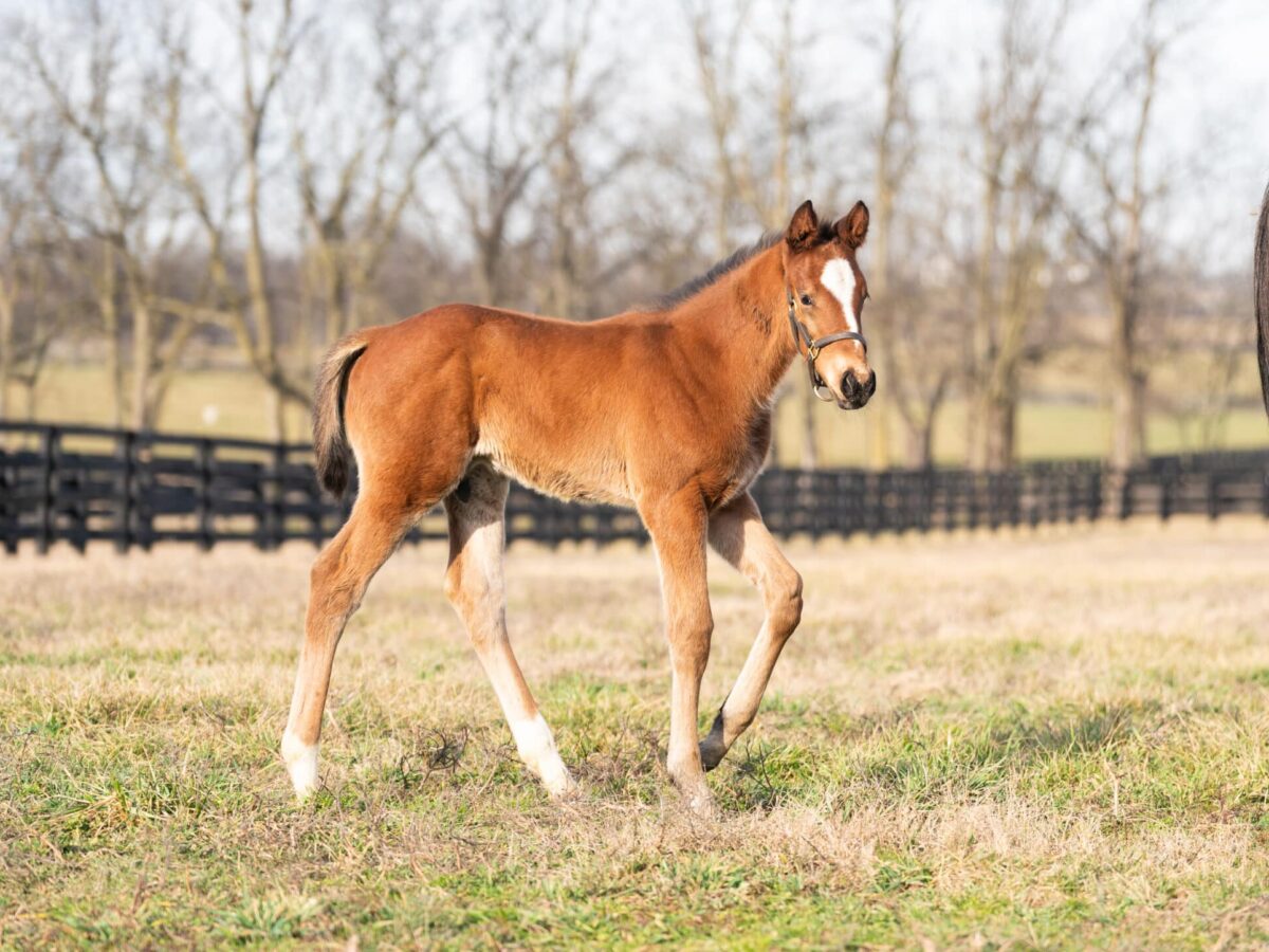Require colt | Pictured at 20 days old | Bred by Spendthrift | Nicole Finch photo