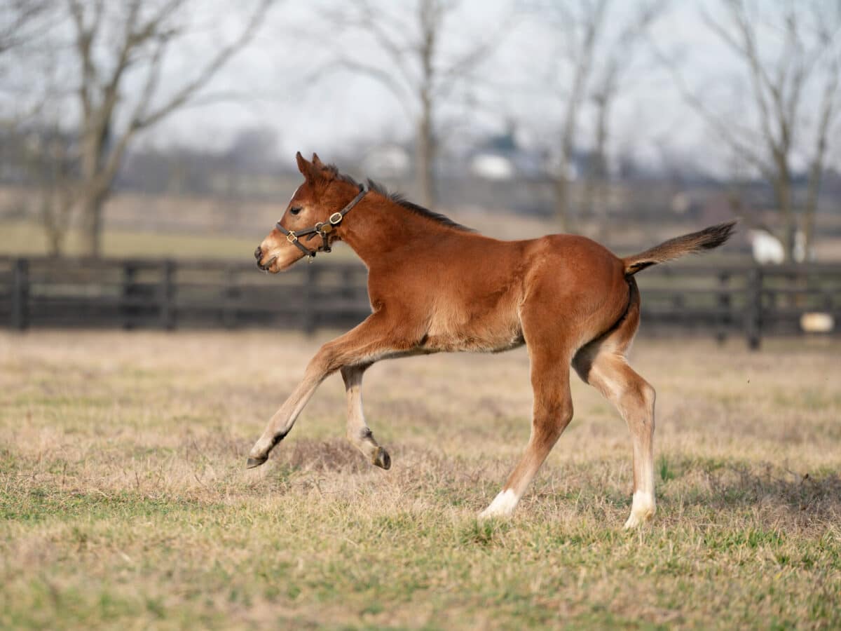 Require colt | Pictured at 20 days old | Bred by Spendthrift | Nicole Finch photo