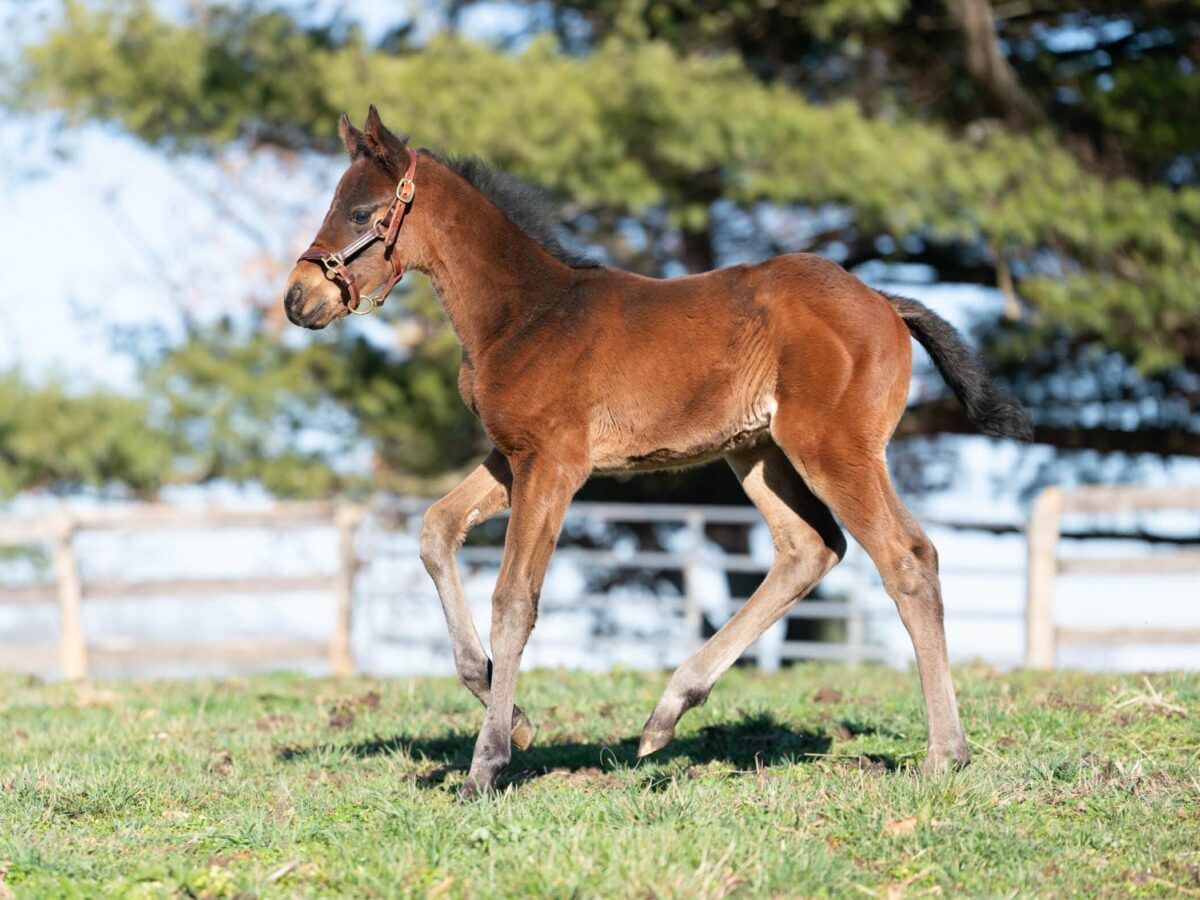 Sweet Summer Sun colt | Pictured at 25 days old | Nicole Finch photo
