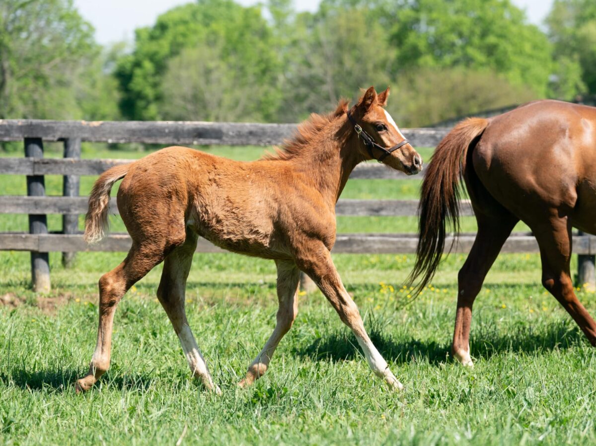 Follow My Luck filly | Pictured at 61 days old | Bred by Allen Hallett | Nicole Finch photo