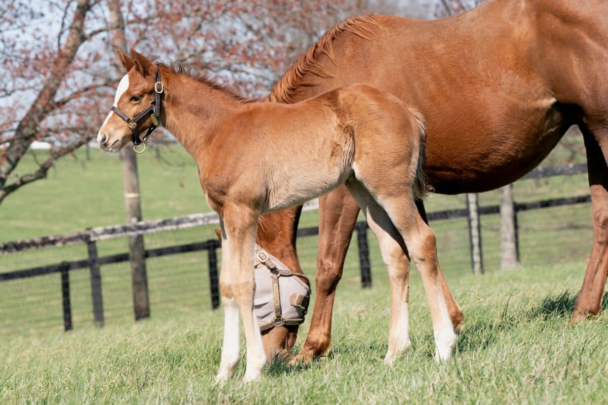 Great Look filly | Pictured at around 1 month old | Bred by Thoroughbred by Design | Mathea Kelly photo