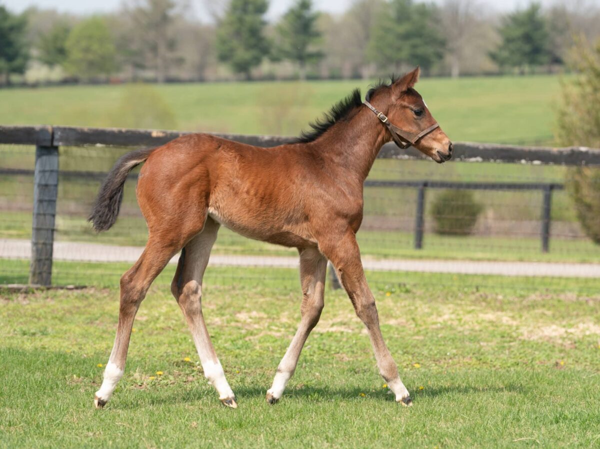Lilikoi filly | Pictured at 30 days old | Bred by Horseology | Nicole Finch photo