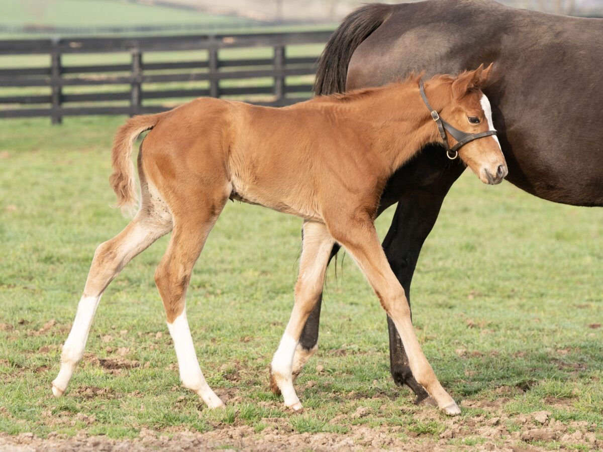 Why Lucy Why filly | Pictured at 15 days old | Bred by Nancy Shuford | Mathea Kelly photo