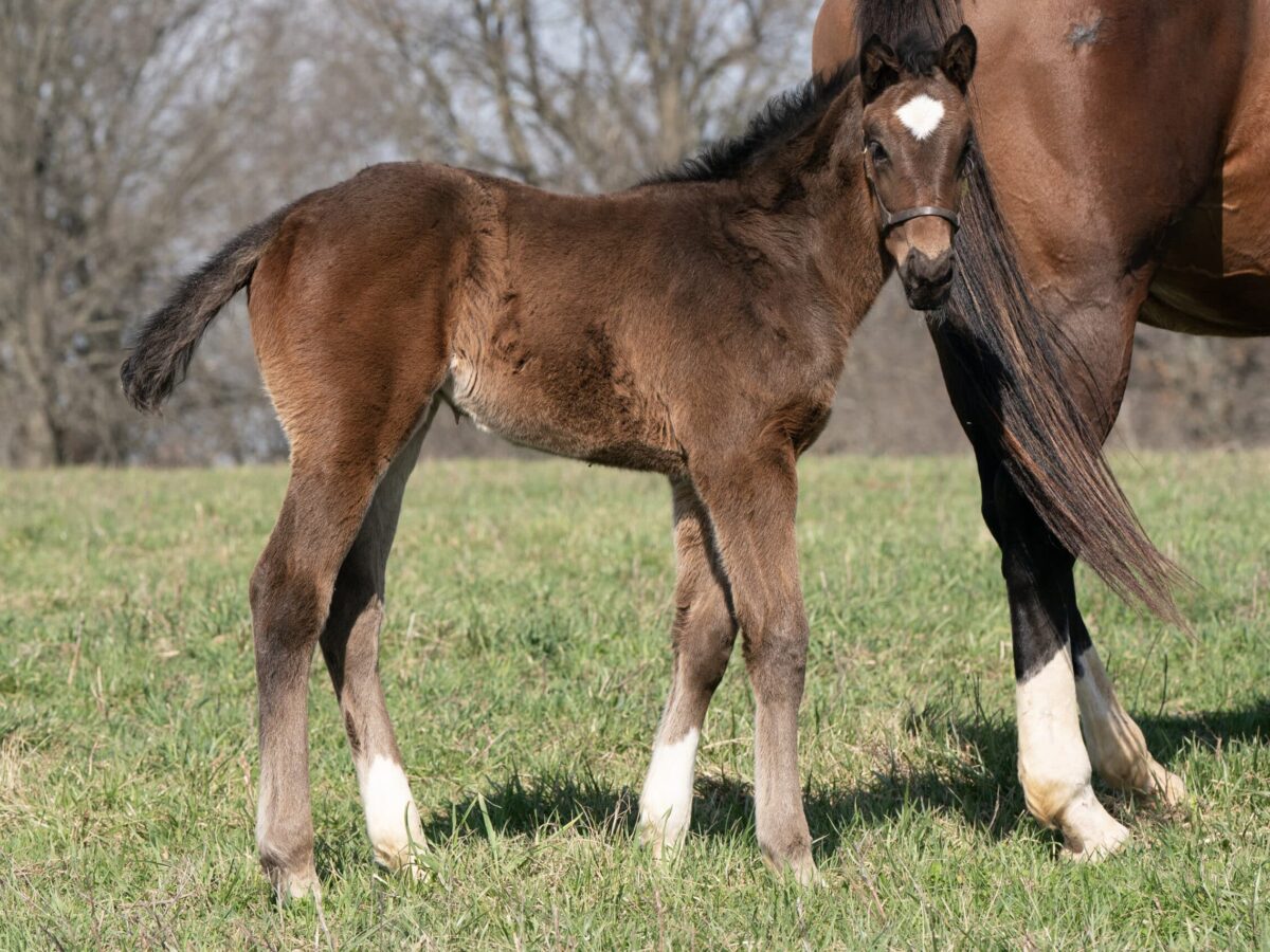 Wife of Manoah filly | Pictured at 31 days old | Bred by Hubert Vester | Mathea Kelly photo