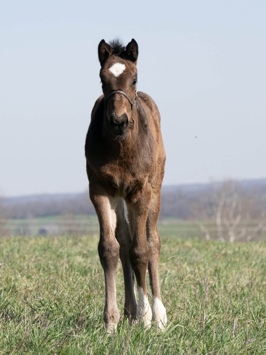 Wife of Manoah filly | Pictured at 31 days old | Bred by Hubert Vester | Mathea Kelly photo