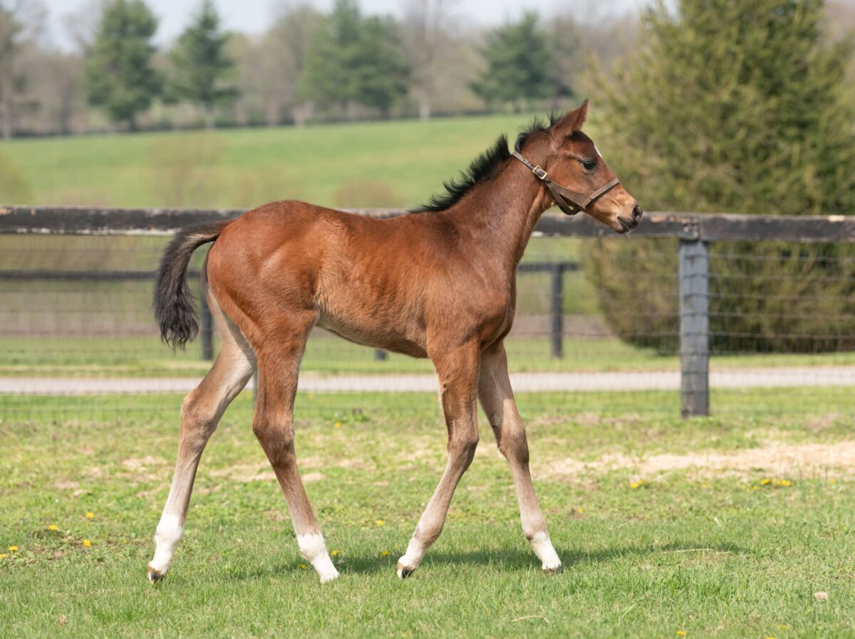 Lilikoi filly | Pictured at 30 days old | Bred by Horseology | Nicole Finch photo