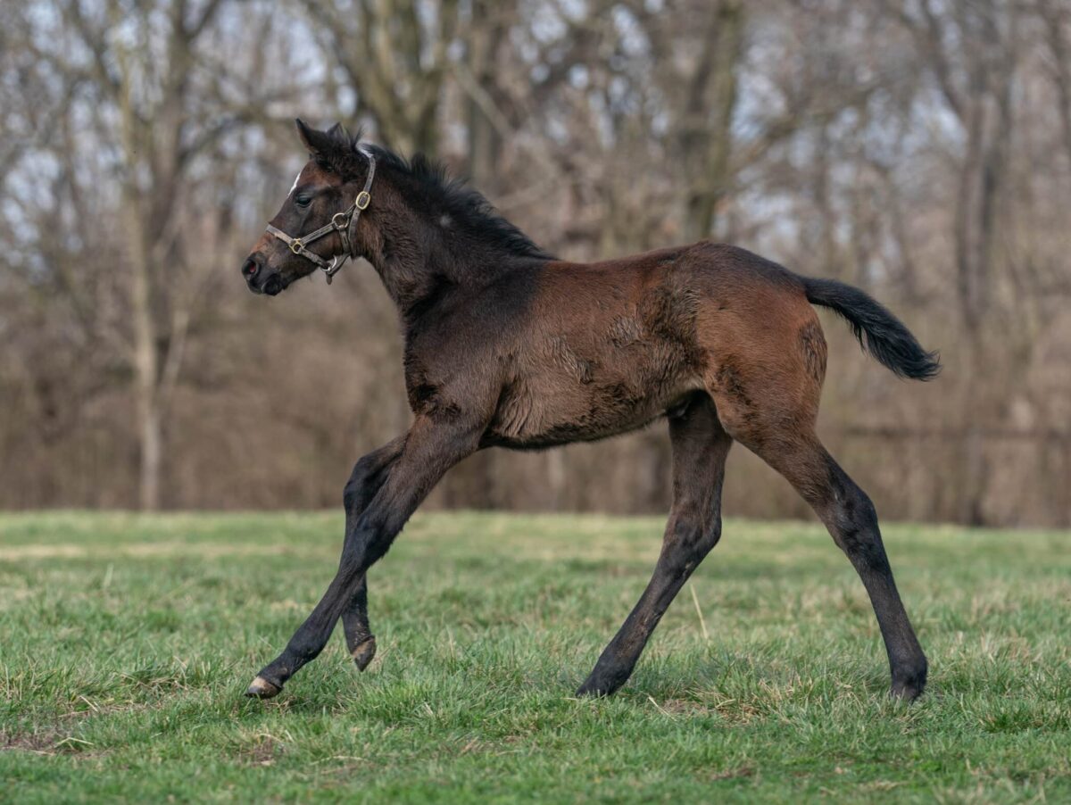 New Wave filly | Pictured at 39 days old | Bred by Barak Farm | Nicole Finch photo