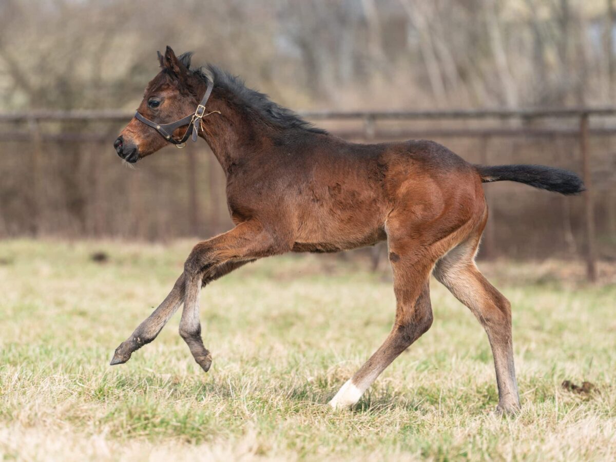 Runningonthetafuel filly | Pictured at 40 days old | Bred by Allen Poindexter | Nicole Finch photo