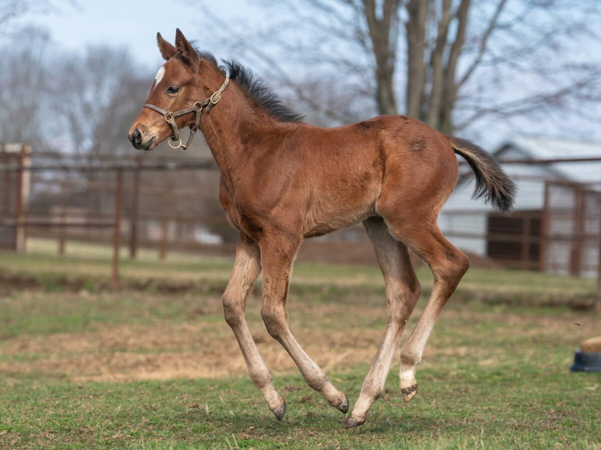 Summertimemischief colt | Pictured at 31 days old | Bred by Richard & Yvette Wira | Nicole Finch photo