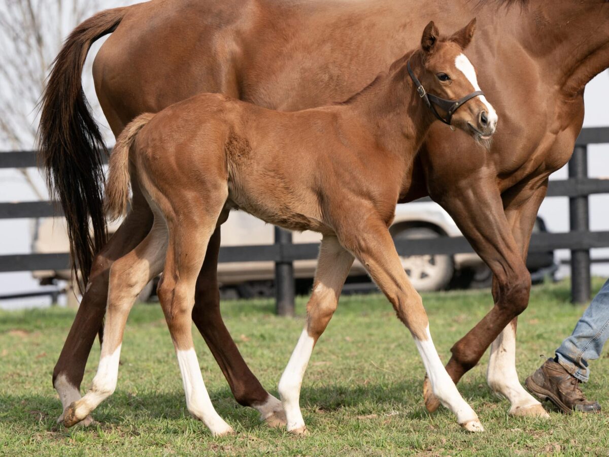Miss Included filly | Bred by Warren Harang | Mathea Kelly photo