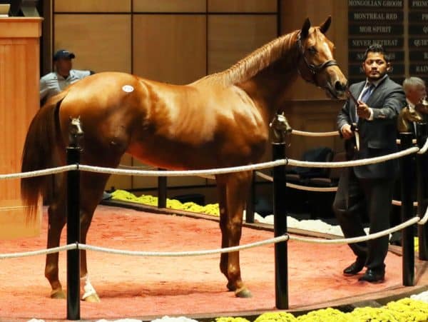 Mitole's $260,000 colt, hip 739, at the 2022 F-T October Yearling sale - photo by Z