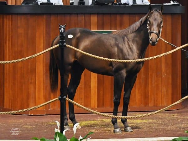 Coal Front's $105,000 colt, hip 131, at the 2022 OBS October sale