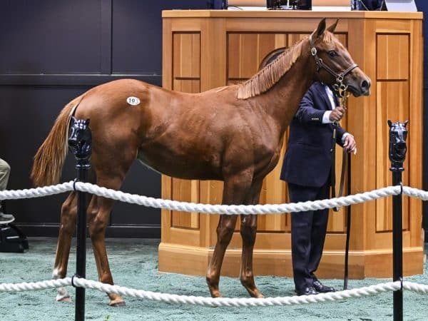 Vekoma's $150,000 sale-topping weanling at the F-T October Saratoga sale - Skip Dickstein