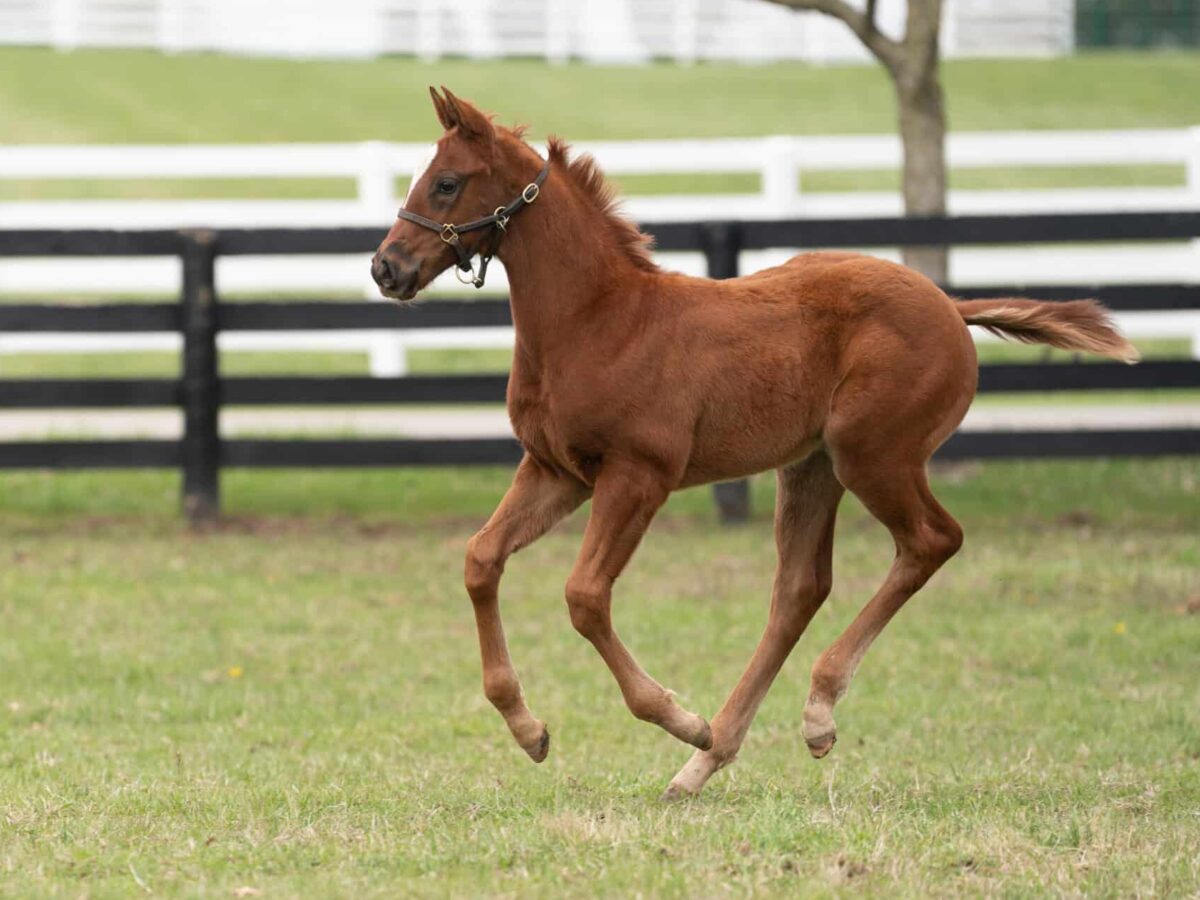 Temper Mint Patty filly | Pictured at 46 days old | Bred by Four Pillars Holdings | Nicole Finch photo
