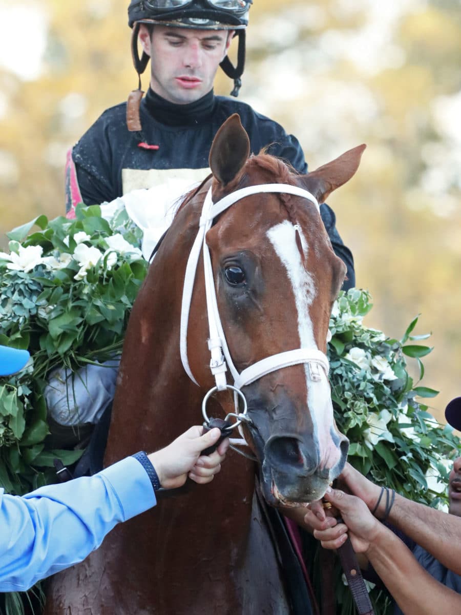 Cyberknife | Winner of the $1,250,000 Arkansas Derby-G1 | Coady photo