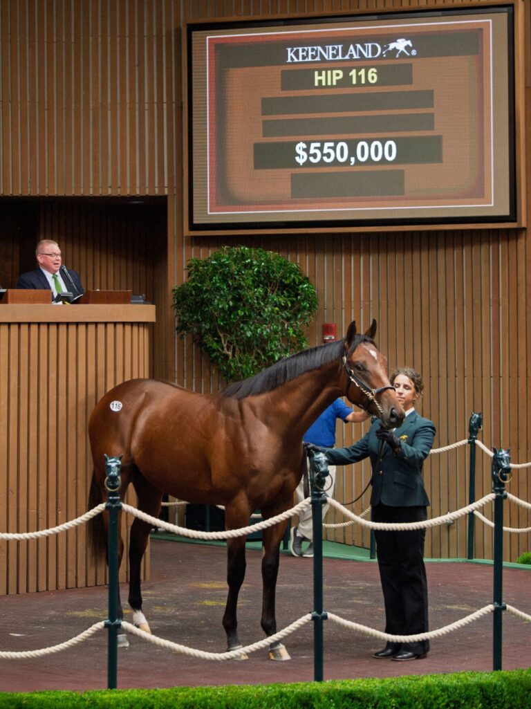 $550,000 at '25 KEESEP | Colt o/o She's My Gem | Purchased by CHC/Maverick Racing/First Go Racing | Kendall Wucker photo