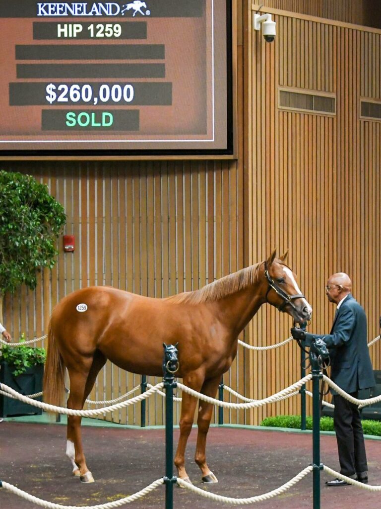 $260,000 at '25 KEESEP | Filly o/o Raffle Ticket | Purchased by Mark Glatt, for Dan Agnew/Saints or Sinners | Judit Seipert photo