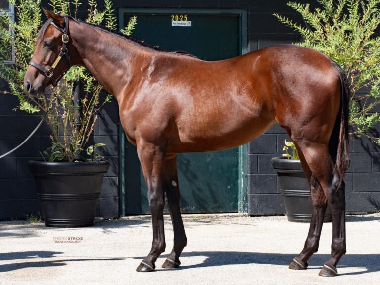 $160,000 at '25 KEESEP | Filly o/o Senorita Corredora | Purchased by B+V Racing