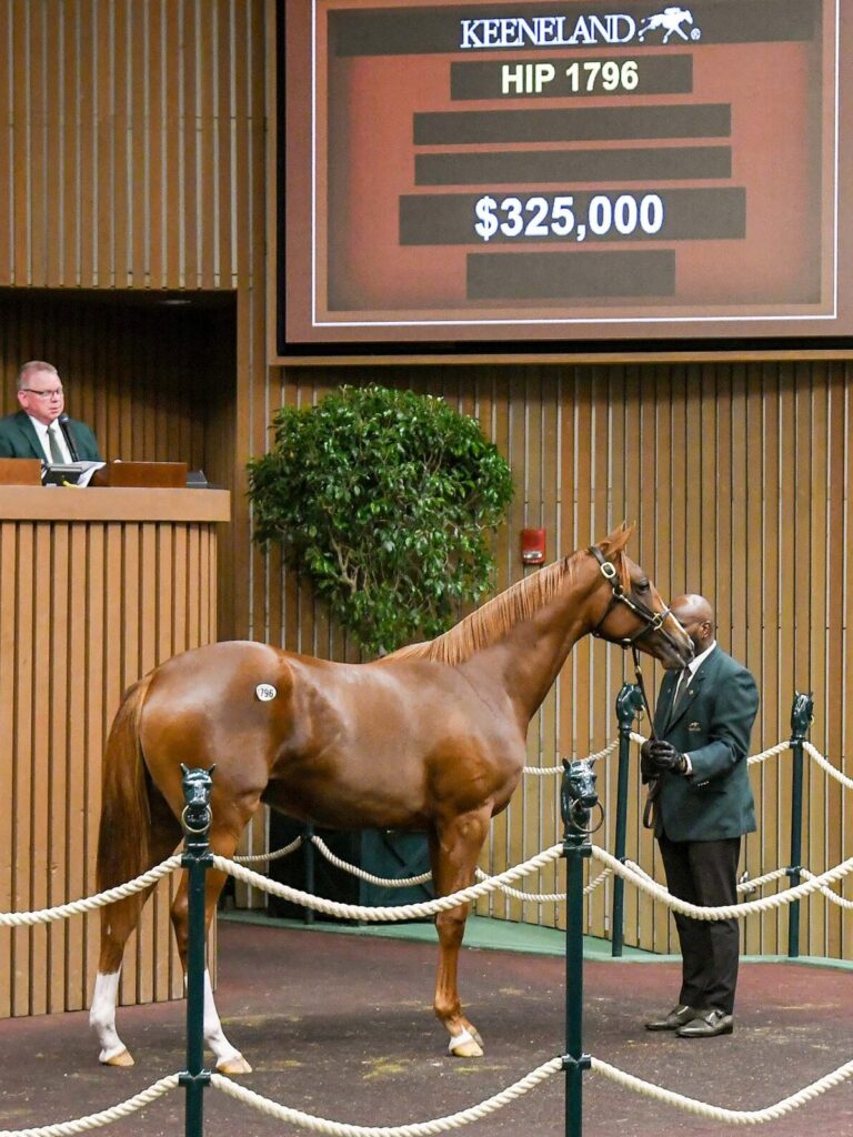 $325,000 at '25 KEESEP | Filly o/o Visible Hope | Purchased by OXO Equine | Judit Seipert photo