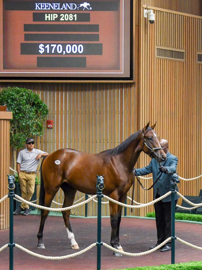$170,000 at '25 KEESEP | Colt o/o Nile River Queen | Purchased by Old Friends Racing | Judit Seipert photo