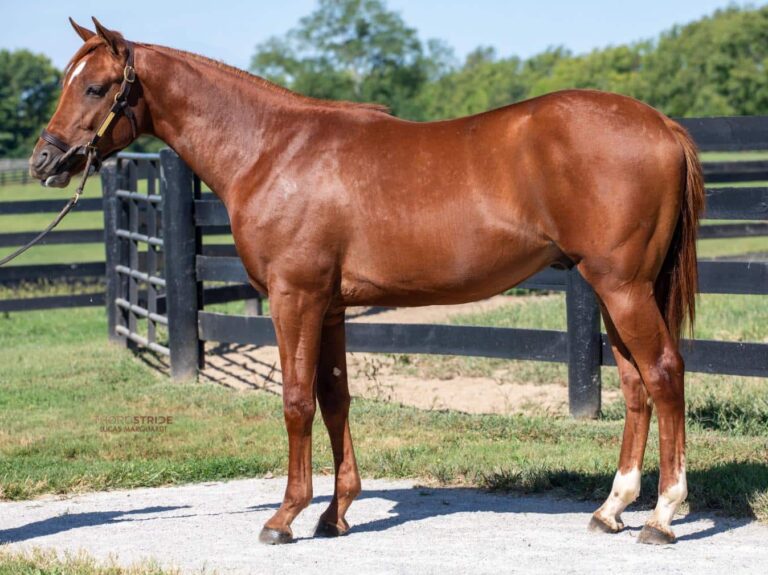 $180,000 at '25 KEESEP | Colt o/o Jazzminegem | Purchased by Pedro Lanz, for KAS Stables