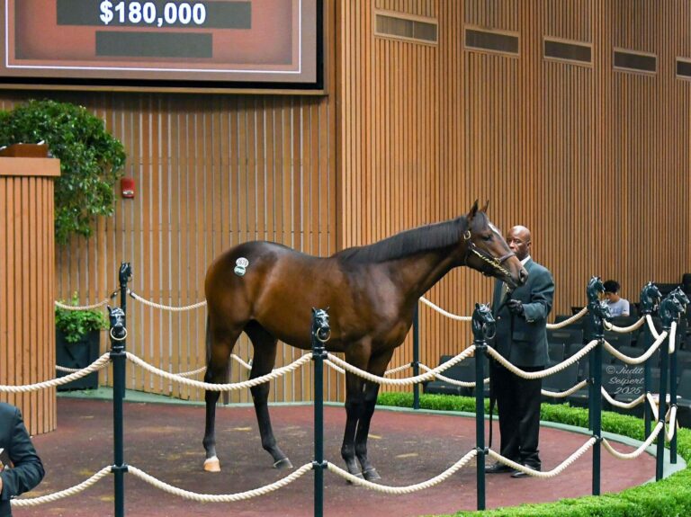 $180,000 at '25 KEESEP | Colt o/o Airs | Purchased by Shortleaf Stable | Judit Seipert photo 