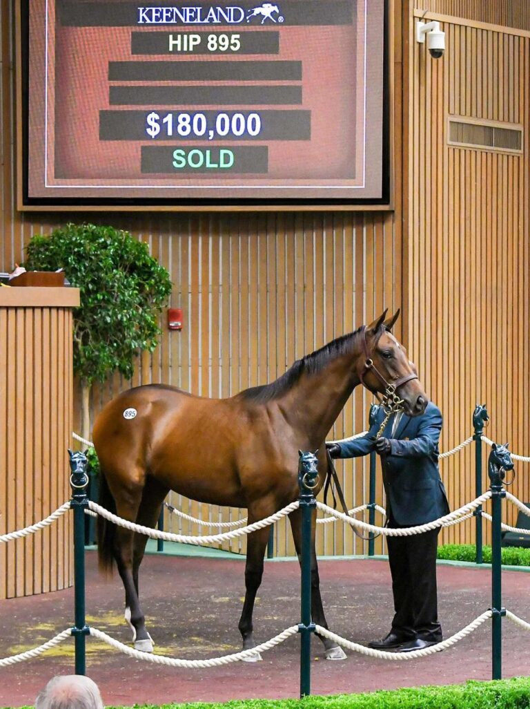 $180,000 at '25 KEESEP | Filly o/o Sauvecito | Purchased by Libero Bloodstock | Judit Seipert photo 