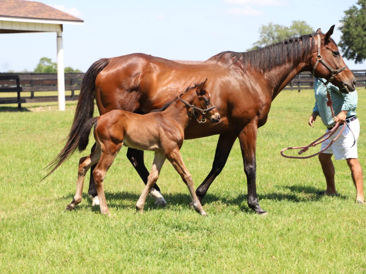 Jeannie S colt | Pictured at 24 days old | Bred by Carlos Rafael | Raymond Gladwell photo